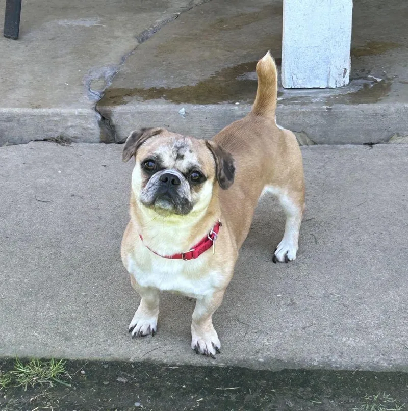 Buster Brown thumbnail 3