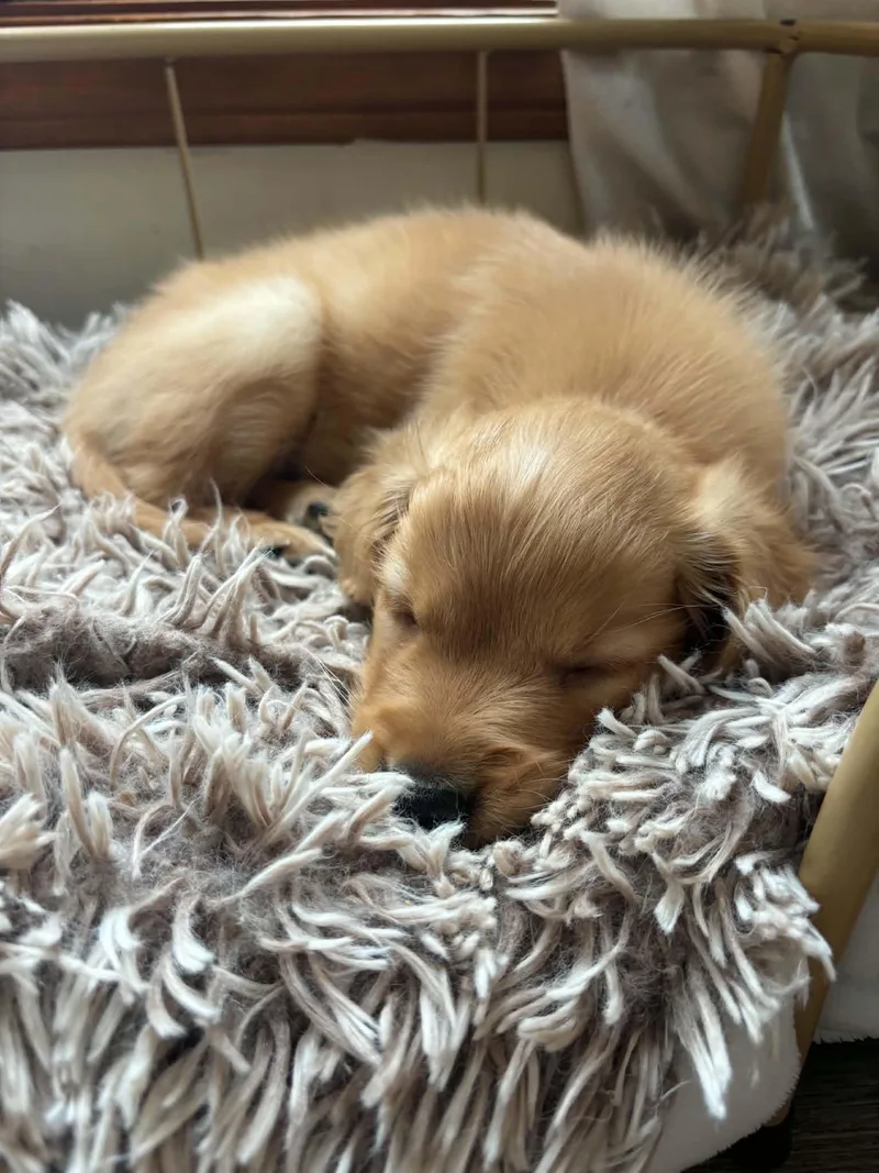 A baby medium-sized female Golden Retriever dog named Haven for adoption in Brockport, NY