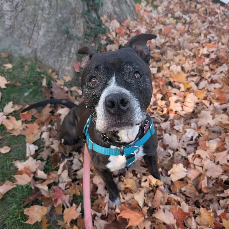 An adult medium-sized male Black Pit Bull Terrier dog named Cashew for adoption in Detroit, MI