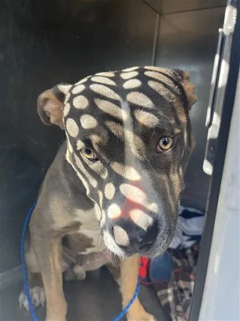 A young medium-sized male Pit Bull Terrier dog named Celary for adoption in Sacramento, CA