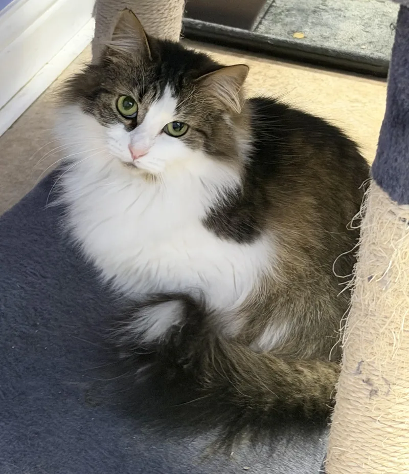 An adult medium-sized female Domestic Medium Hair cat named Maggie for adoption in Maineville, OH