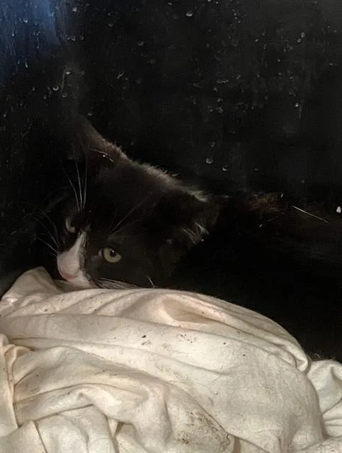 A baby small-sized female Domestic Short Hair cat named A for adoption in Long Beach, CA