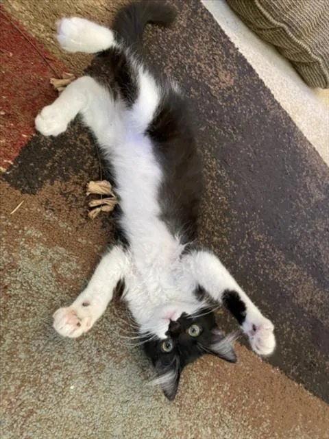 A baby small-sized female Black & White / Tuxedo Domestic Long Hair cat named Lil Girl for adoption in Woodland, CA