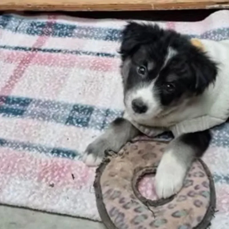 A baby small-sized female Mixed Breed dog named Nadia for adoption in Huntsville, AL