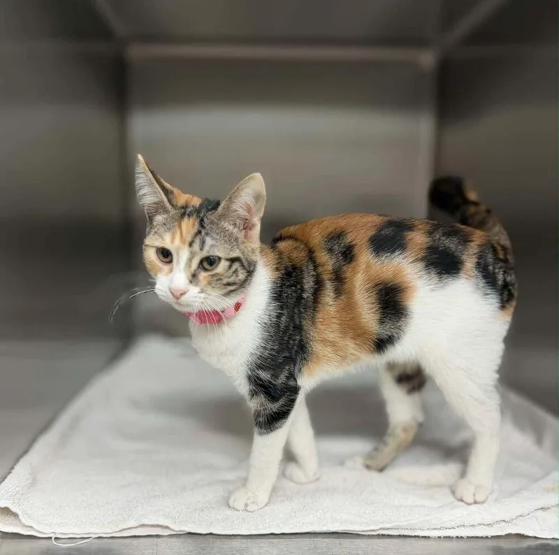 A young medium-sized female Calico cat named Merida for adoption in Commerce City, CO