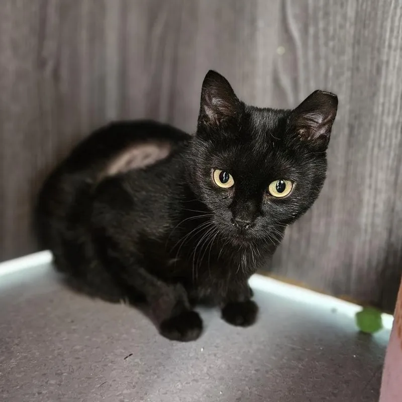 An adult medium-sized female Black Domestic Short Hair cat named Sunday for adoption in Lakewood, CO