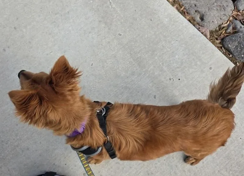 A young small-sized male Red / Chestnut / Orange Pomeranian dog named Blaise for adoption in Longmont, CO
