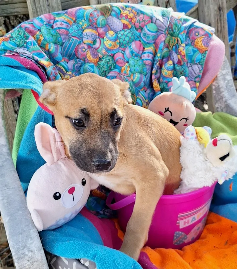 Arsenia Wvt thumbnail 2