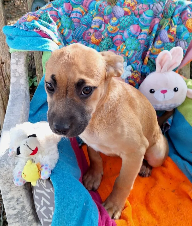 Arsenia Wvt thumbnail 3