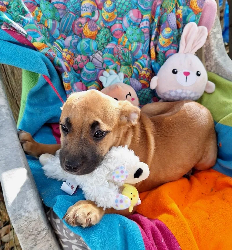 Arsenia Wvt thumbnail 4