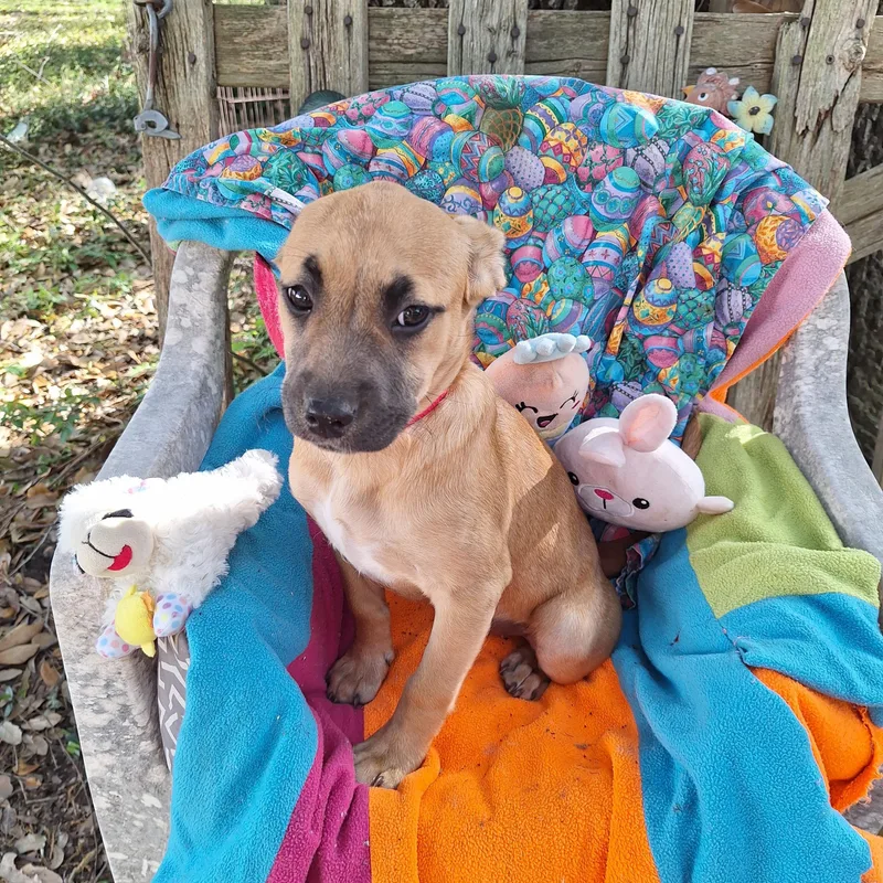 Arsenia Wvt thumbnail 5