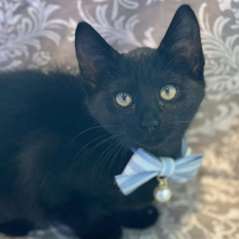 A baby small-sized female Black Domestic Short Hair cat named Monet for adoption in Matteson, IL