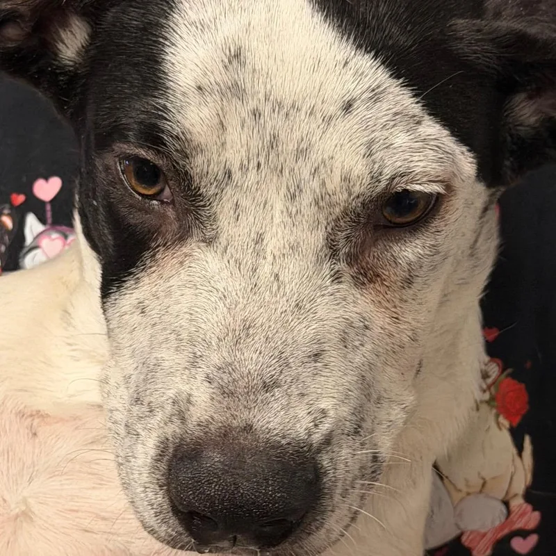 A young medium-sized male Pit Bull Terrier dog named Walnut for adoption in Yuma, AZ