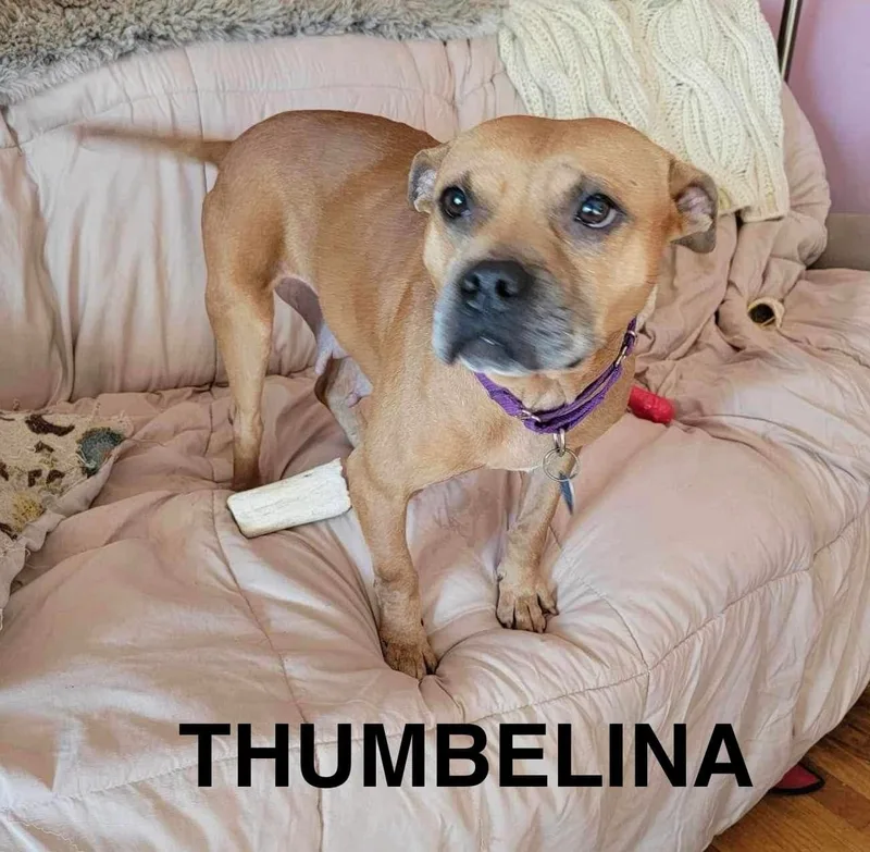 An adult medium-sized female Yellow / Tan / Blond / Fawn Mixed Breed dog named Thumbelina for adoption in Flint, MI