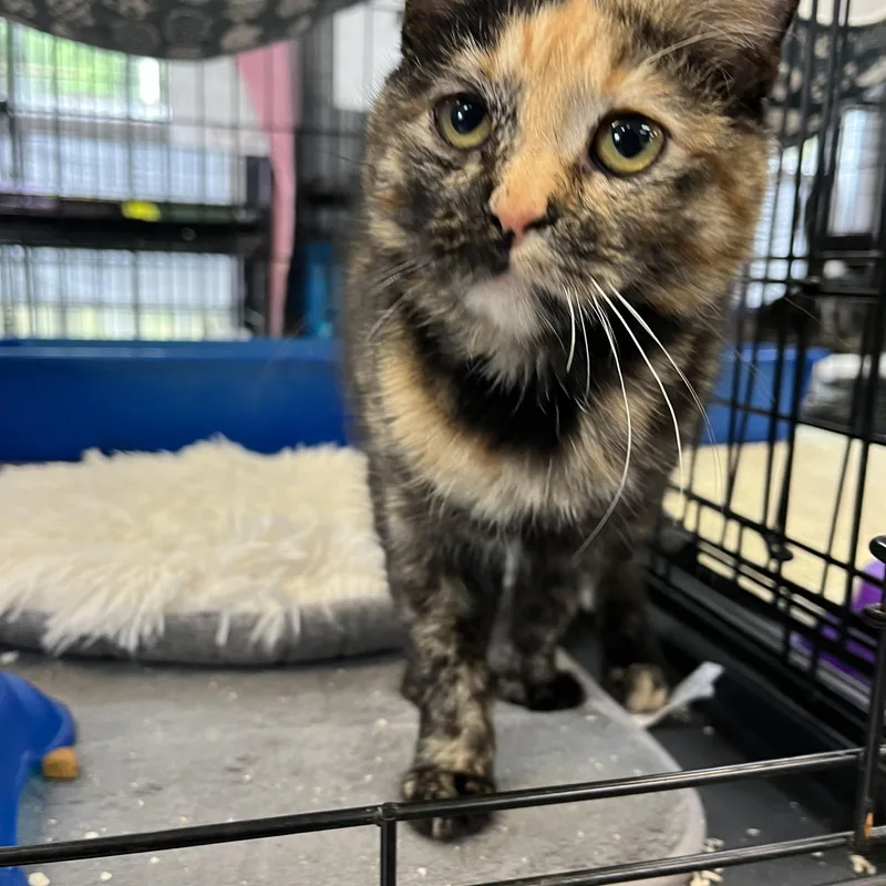 A young medium-sized female Calico cat named Katniss Everclear for adoption in Columbia, SC