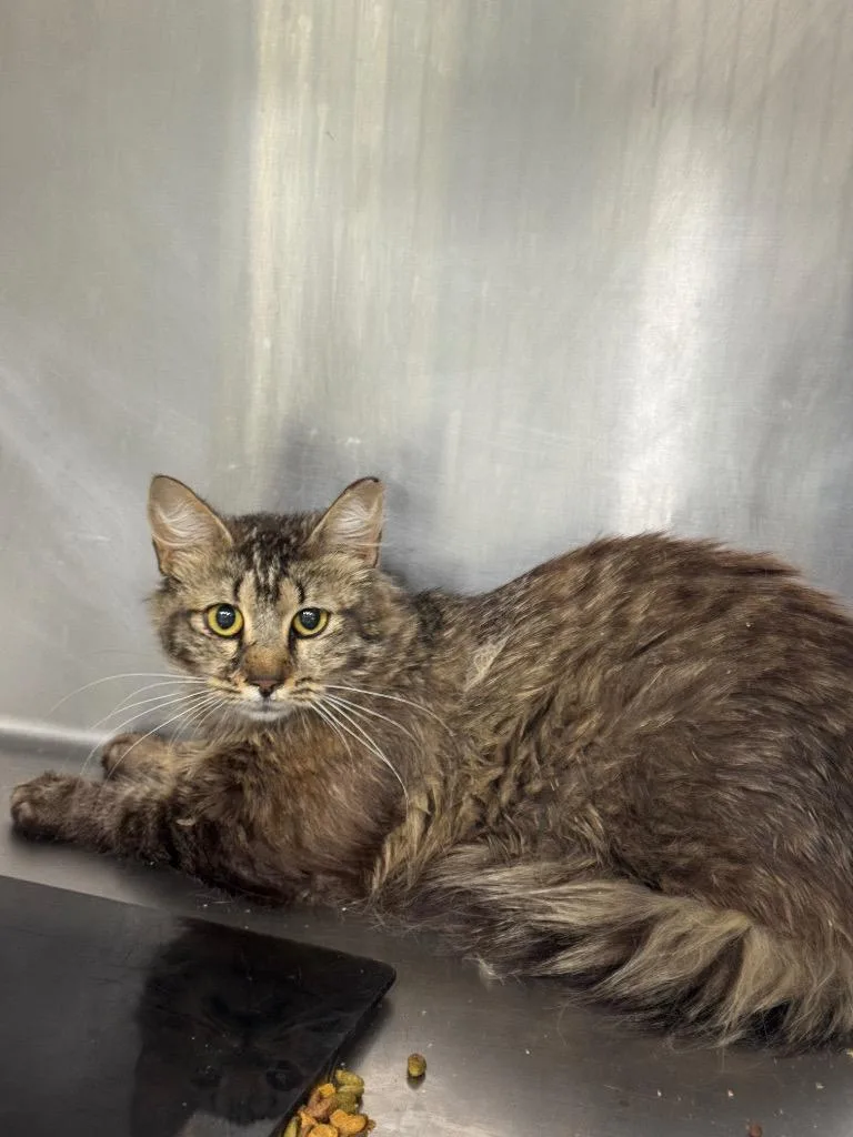 A young medium-sized female Domestic Medium Hair cat named Martin Cat for adoption in Danielsville, GA