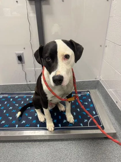 A young large-sized male Mixed Breed dog named Leo for adoption in Sevierville, TN