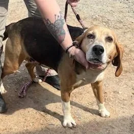 An adult medium-sized female Tricolor (Brown, Black, & White) American Foxhound dog named Miss Maam for adoption in Cumberland , VA