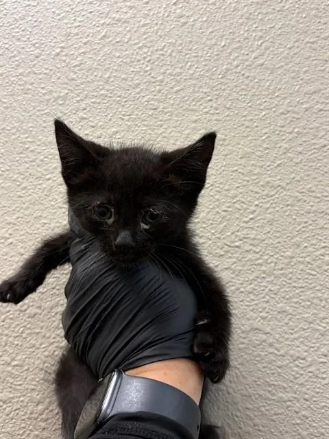 A baby small-sized female Domestic Medium Hair cat named Margo for adoption in Ontario, CA