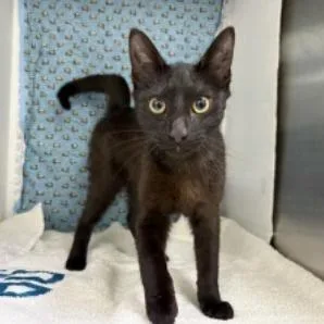 A young medium-sized male Black Domestic Short Hair cat named Cashew for adoption in Williston, FL