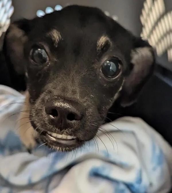 A young small-sized female Chihuahua dog named Cannoli for adoption in San Diego, CA