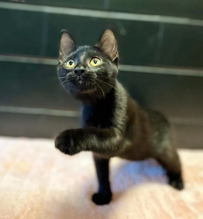 A baby small-sized male Domestic Short Hair cat named Elvis for adoption in Effingham, IL