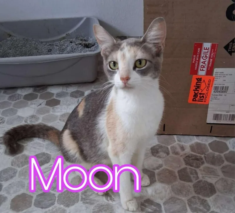 A young small-sized female Domestic Short Hair cat named Moon for adoption in Hillsboro, OH