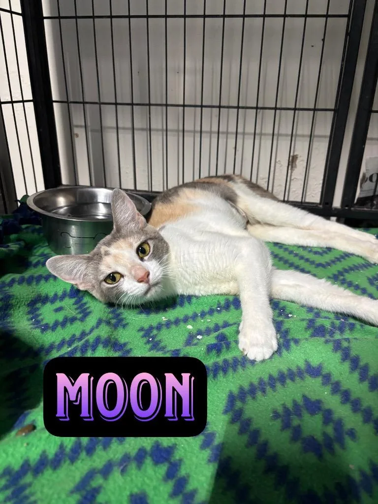 Moon thumbnail 2