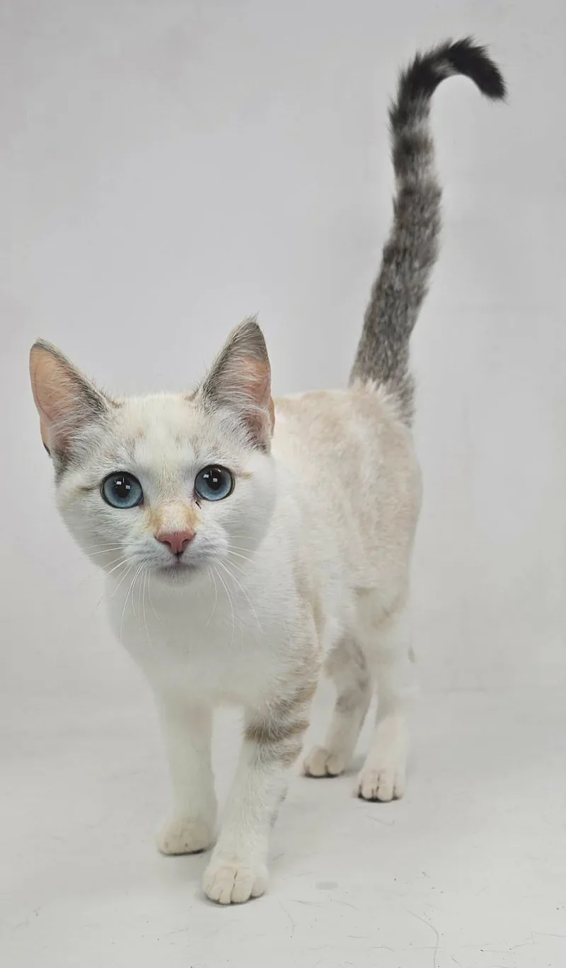 Aristides thumbnail 2