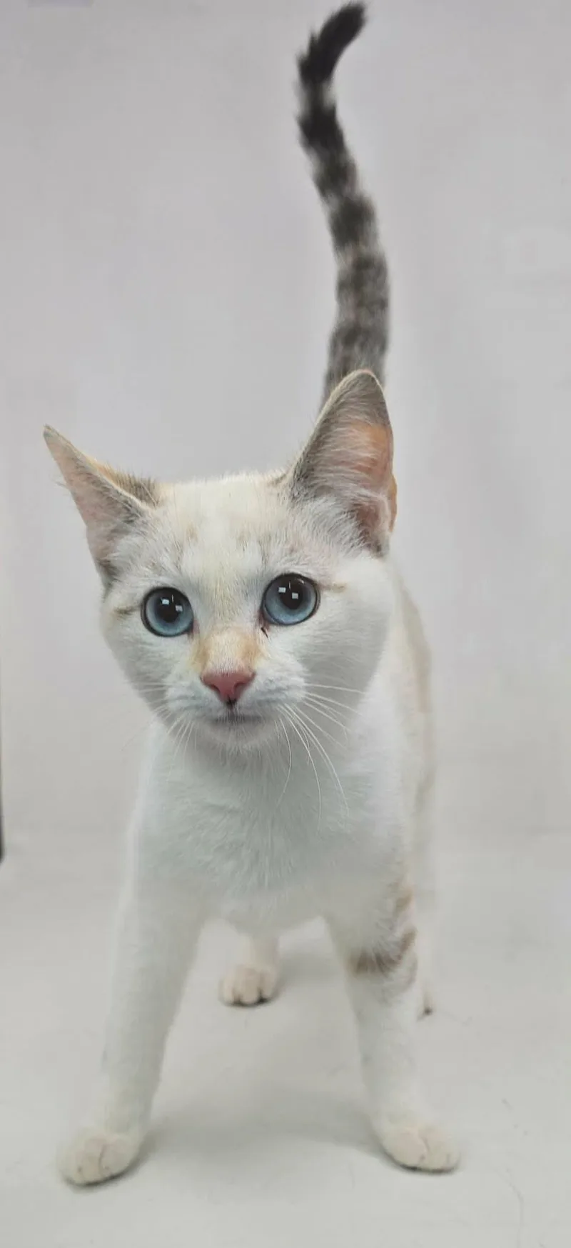 Aristides thumbnail 3