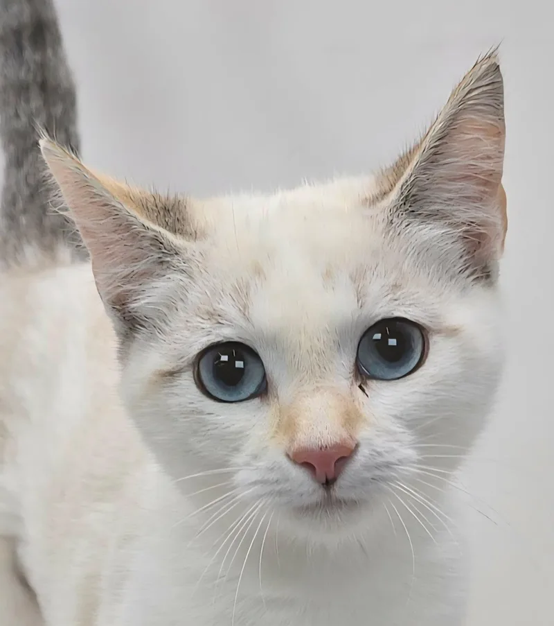 A baby medium-sized female White Siamese cat named Aristides for adoption in Newport, TN