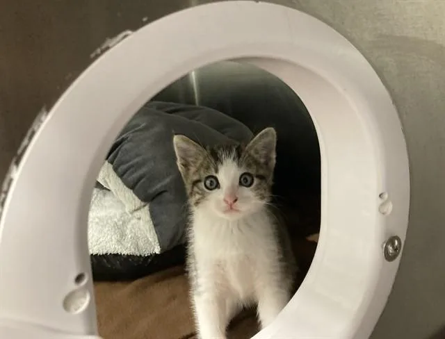 A baby small-sized female Domestic Short Hair cat named Mocha for adoption in Fremont, CA