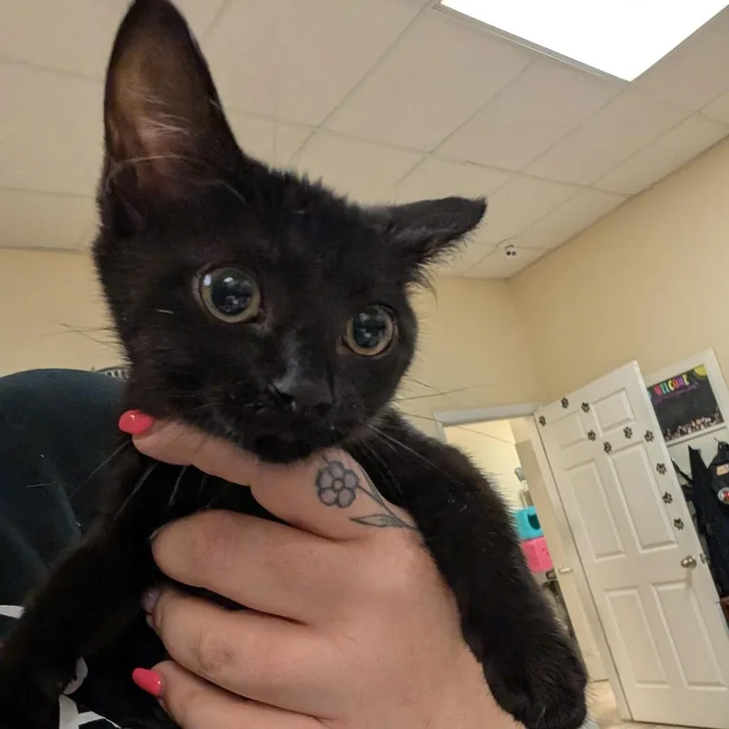 A baby small-sized female Black Domestic Short Hair cat named Sugar for adoption in Titusville, FL