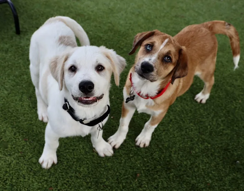 Crockett thumbnail 2