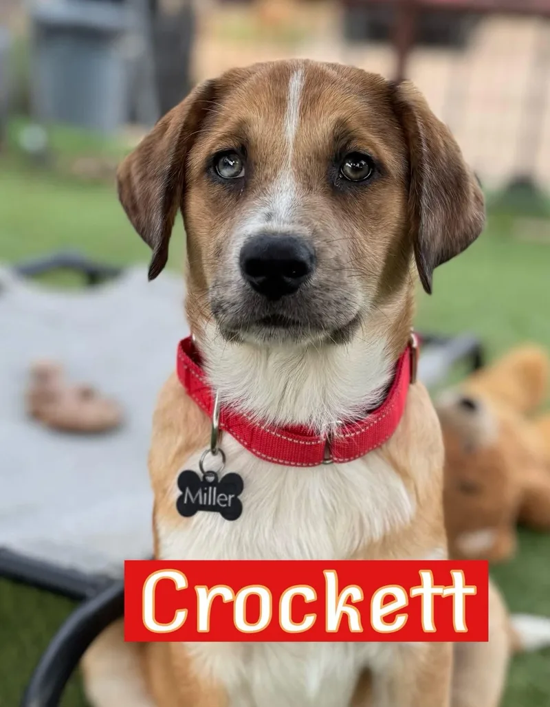 A young large-sized male Labrador Retriever dog named Crockett for adoption in Southlake, TX