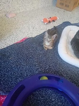 A baby small-sized female Domestic Short Hair cat named Pearly for adoption in Atlanta, GA