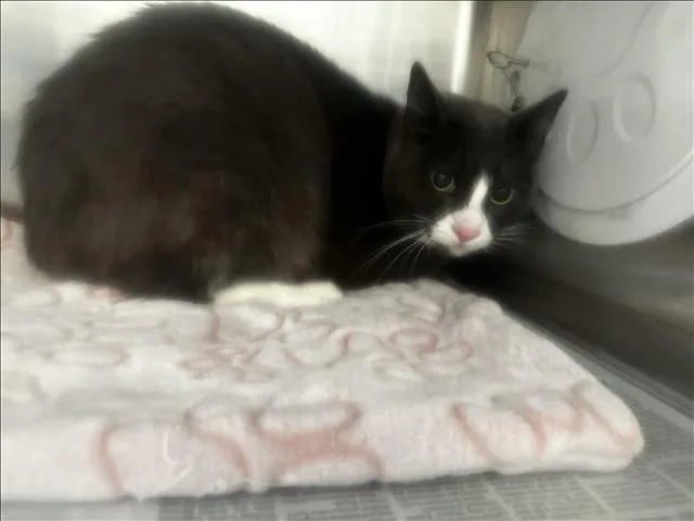 An adult small-sized male Domestic Short Hair cat named Tony for adoption in Los Angeles, CA