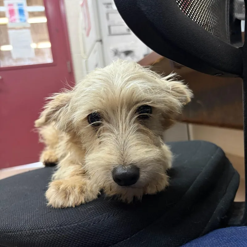 An adult small-sized male Yellow / Tan / Blond / Fawn Terrier dog named Gary for adoption in Ardmore, OK