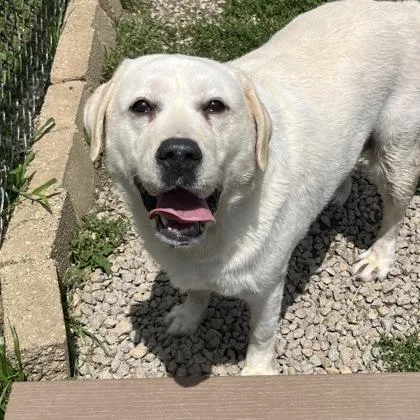 An adult large-sized female Yellow / Tan / Blond / Fawn Mixed Breed dog named Balee for adoption in Dubuque, IA