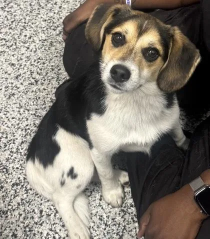 An adult small-sized male Beagle dog named Pumpernickel for adoption in West Chester, PA