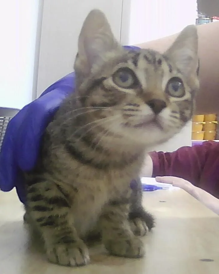 A baby small-sized female Tabby (Brown / Chocolate) Domestic Short Hair cat named Wendy for adoption in Anoka, MN