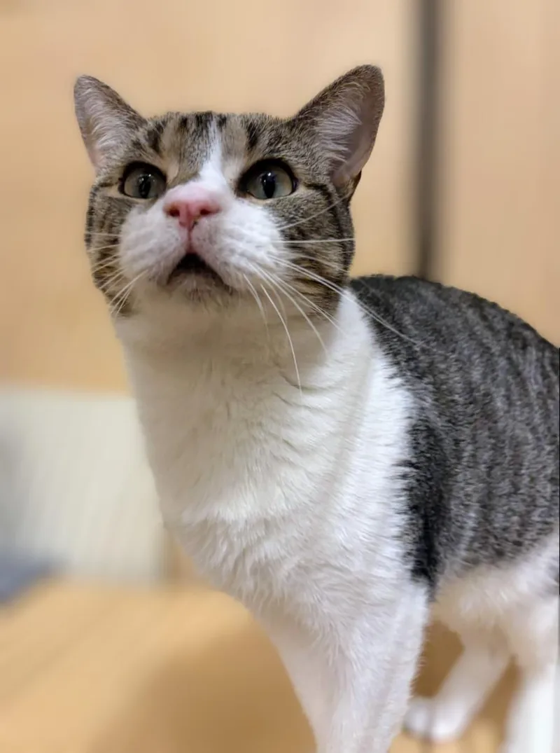 An adult medium-sized male White Domestic Short Hair cat named Whistle for adoption in Pearland, TX