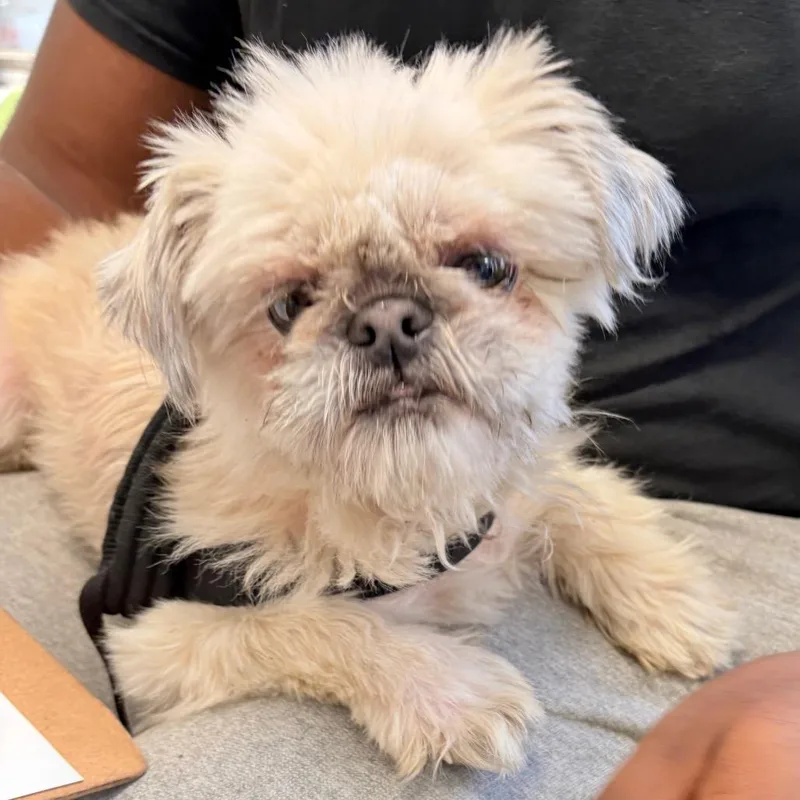 Honey Bear thumbnail 2