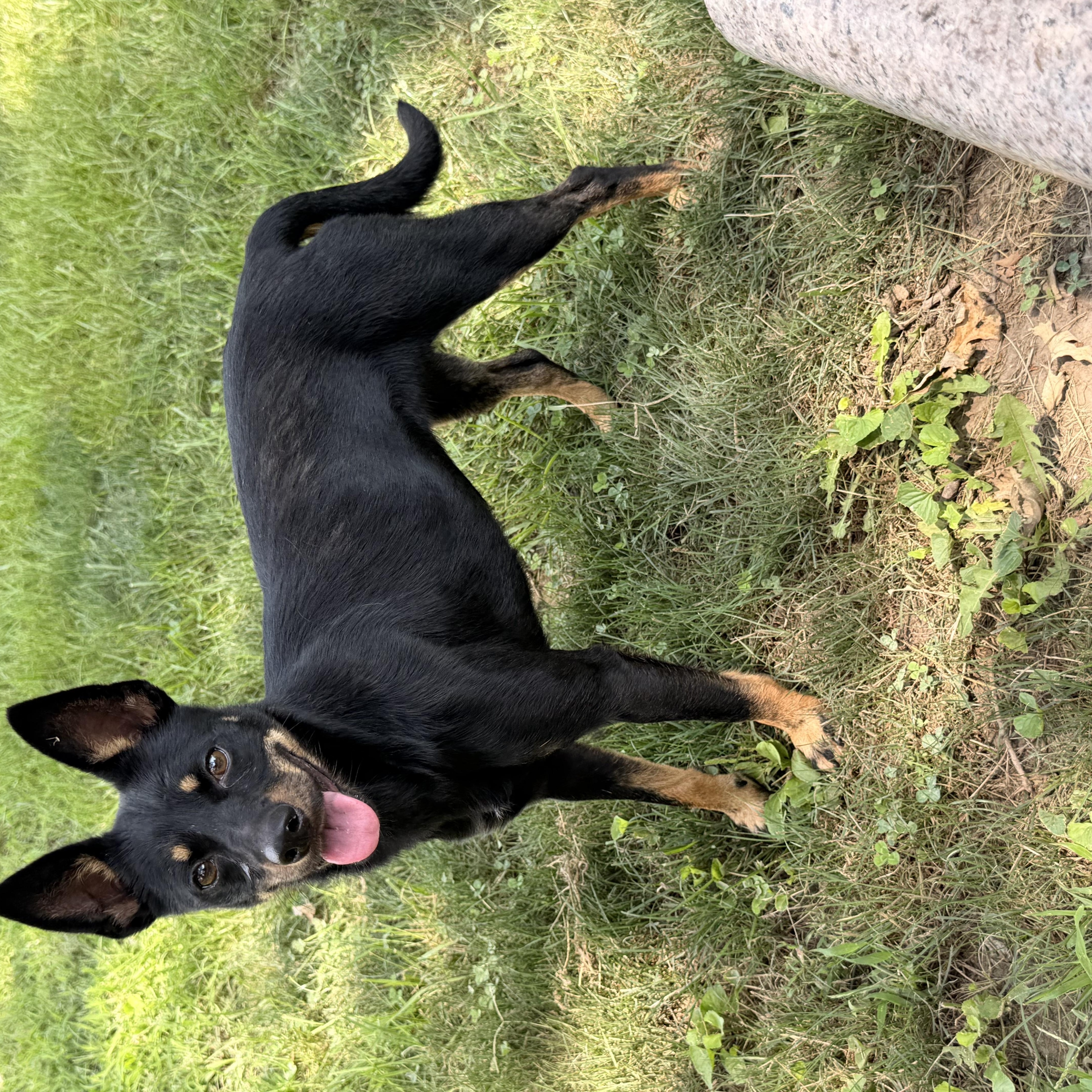 A baby small-sized female German Shepherd Dog dog named Trini for adoption in Auburn, NE
