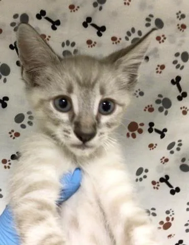 A baby small-sized male Domestic Short Hair cat named Momo for adoption in Riverside, CA