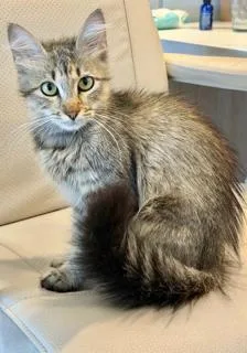 An adult small-sized female Domestic Long Hair cat named Coca Cola for adoption in Miami, FL