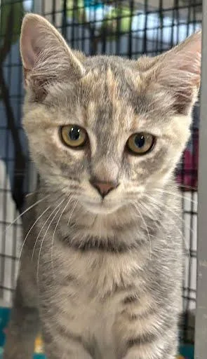 A baby small-sized female Domestic Short Hair cat named Eira for adoption in Washington, DC