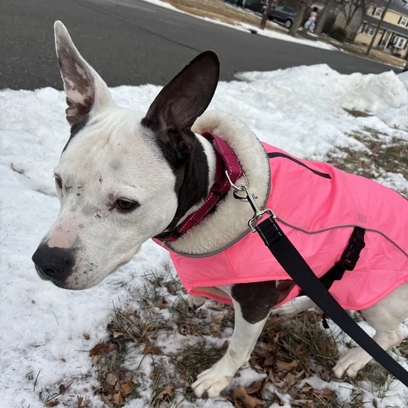 An adult medium-sized female Gray / Blue / Silver Pit Bull Terrier dog named Amelia for adoption in Newark, NJ