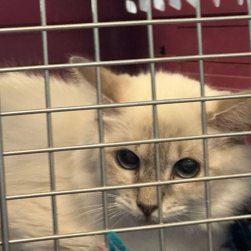An adult medium-sized female Domestic Medium Hair cat named Baby for adoption in Kingman, AZ