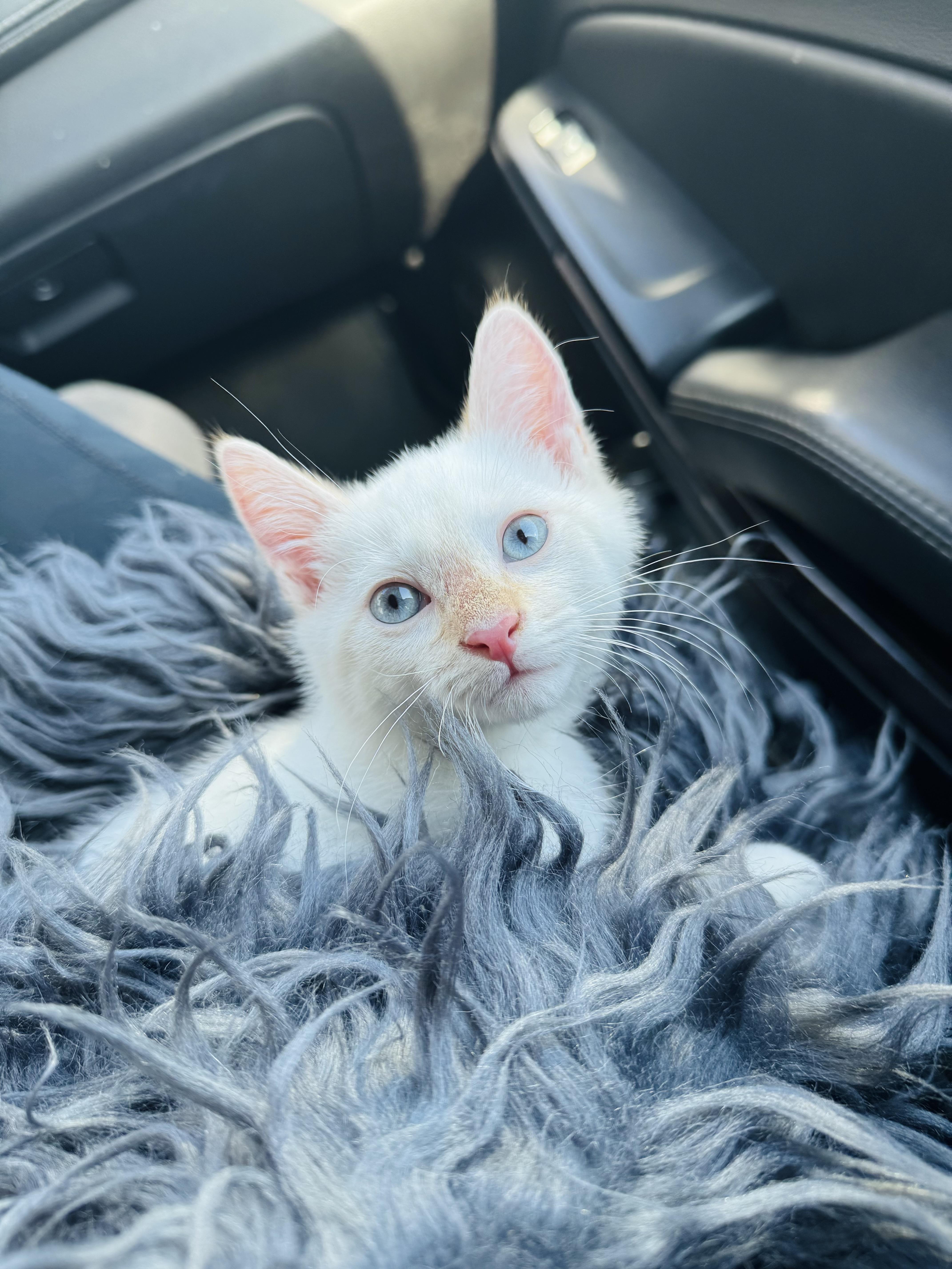 A baby medium-sized male Flame Point Domestic Short Hair cat named Onion for adoption in Mooresville, NC